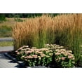 thumbnail image 4 of 1 Gallon Fall Garden Shrub 6 Pack, 4 of 11