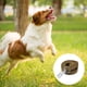 thumbnail image 3 of Juego de collar y correa para perros, collar de algodón duradero con cierre de metal y correa versátil, 3 of 5