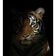 thumbnail image 3 of Tiger Duvet Cover Set, King of Sundarbans in a Dark Environment Mild Mannered Majestic Animal, Decorative 3 Piece Bedding Set with 2 Pillow Shams, Queen Size, Dark Orange Black, by Ambesonne, 3 of 3