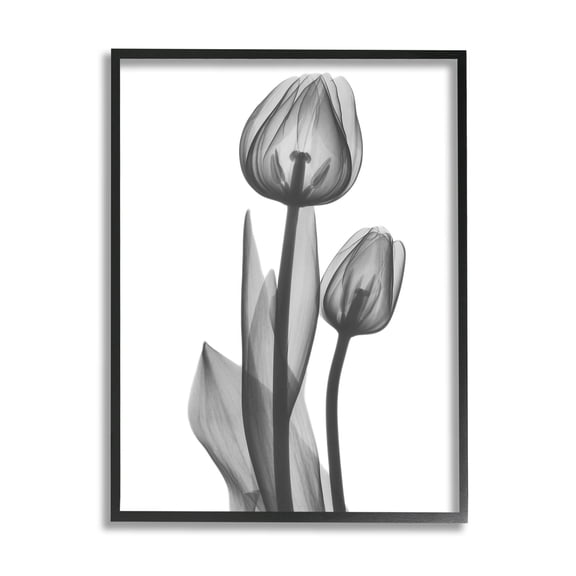Stupell Industries Contemporary Transparent Tulip Graphic Art Black Framed Art Print Wall Art, Design by Albert Koetsier
