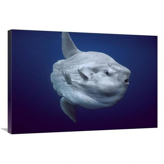 24 x 36 in. Ocean Sunfish Portrait, Portugal Art Print - Hiroya Minakuchi