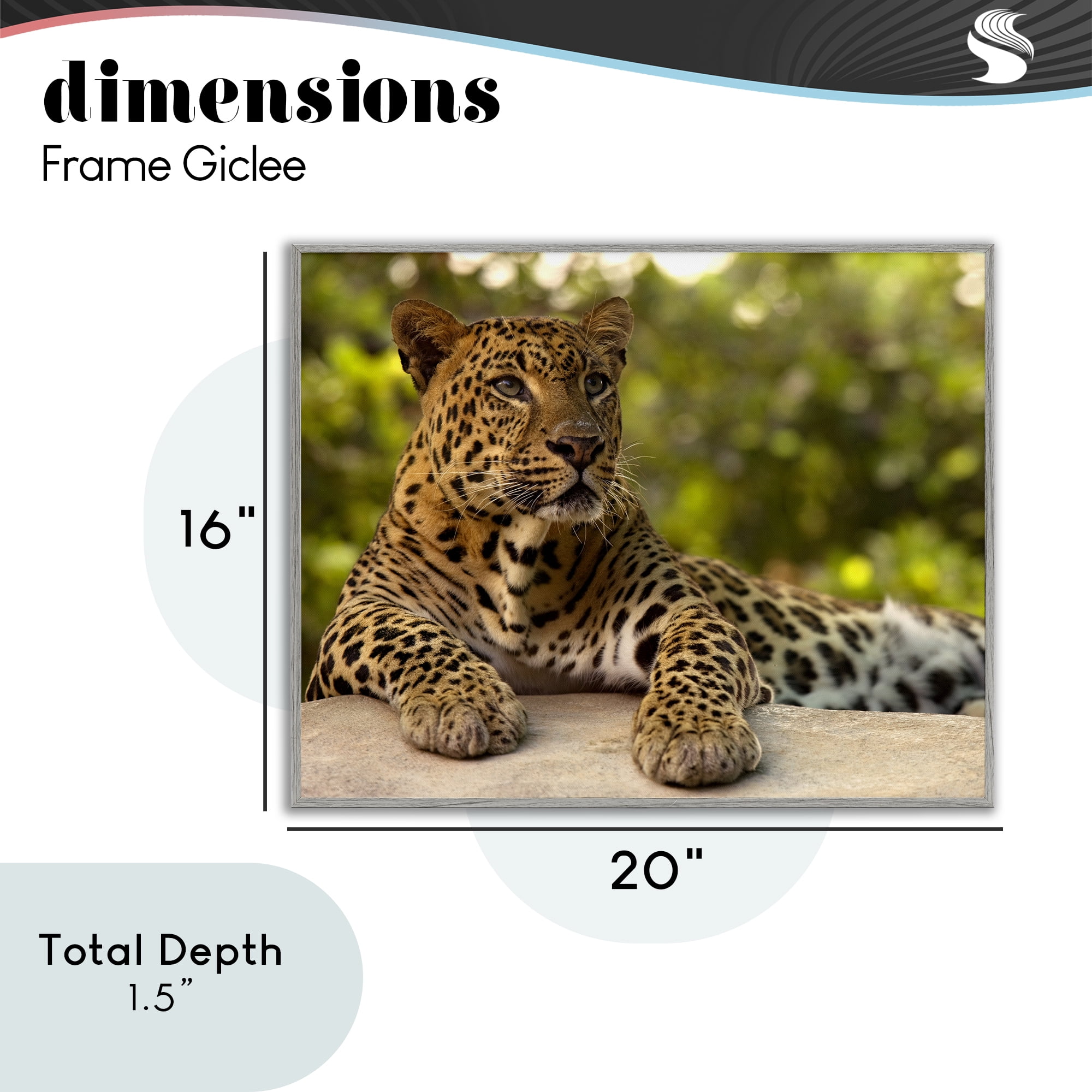 Leopard Gazing Relaxation Gray Framed Giclee Art, design by MJ Photography