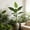 B, variant on Outdoor Table Decor,Outdoor Faux Plants,Indoor Courtyard Decorative,30IN Artificial Turtle Back Leaf Plants - Premium Realistic Faux Greenery with Pots, Tropical Indoor Outdoor Decor(B)