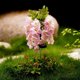thumbnail image 1 of Luces LED nocturnas, luces solares de glicina, luces de suelo para patio exterior, luces decorativas de flores simuladas para jardín, luz nocturna., 1 of 4