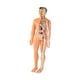 thumbnail image 2 of Modelo de cuerpo humano para niños Figura de anatomía 3D para niños Ayuda para la enseñanza de niños para niños Translúcido, 2 of 9