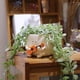 thumbnail image 2 of Guitarra Planter Camotank con bonita cara sonriente para interiores, S, 2 of 6