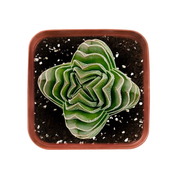 Crassula cv. Buddha's Temple,Live Succulent Plant Fully Rooted in 2" Pots with Soil Mix, Rare Houseplant for Home Office Wedding Decoration Party Favor