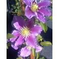 thumbnail image 2 of Clematis Piilu Little Duckling - Live Plant in a 4 Inch Growers Pot - Clematis Piilu Little Duckling - Starter Plants Ready for The Garden - Beautiful Violet and Pink Flowering Vine, 2 of 5