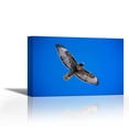 thumbnail image 1 of Red-tailed Hawk, Sulphur Springs Valley, Arizona - Contemporary Fine Art Giclee on Canvas Gallery Wrap - wall décor - Art painting - 35 x 23 Inch - Ready to Hang, 1 of 2
