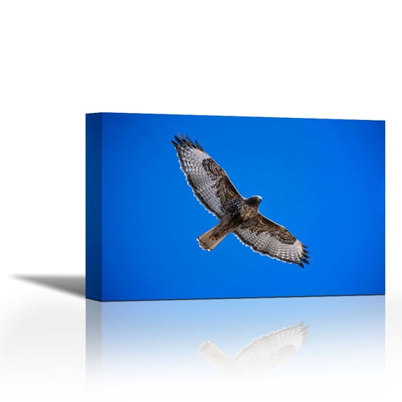 Red-tailed Hawk, Sulphur Springs Valley, Arizona - Contemporary Fine Art Giclee on Canvas Gallery Wrap - wall décor - Art painting - 35 x 23 Inch - Ready to Hang