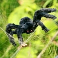 thumbnail image 5 of Halloween Giant Spider Decorations, 3Ft Large Fake Spider with Hairy, Spider Realistic Scary Prank Props for Indoor Outdoor Yard Party Halloween Decor, 5 of 20