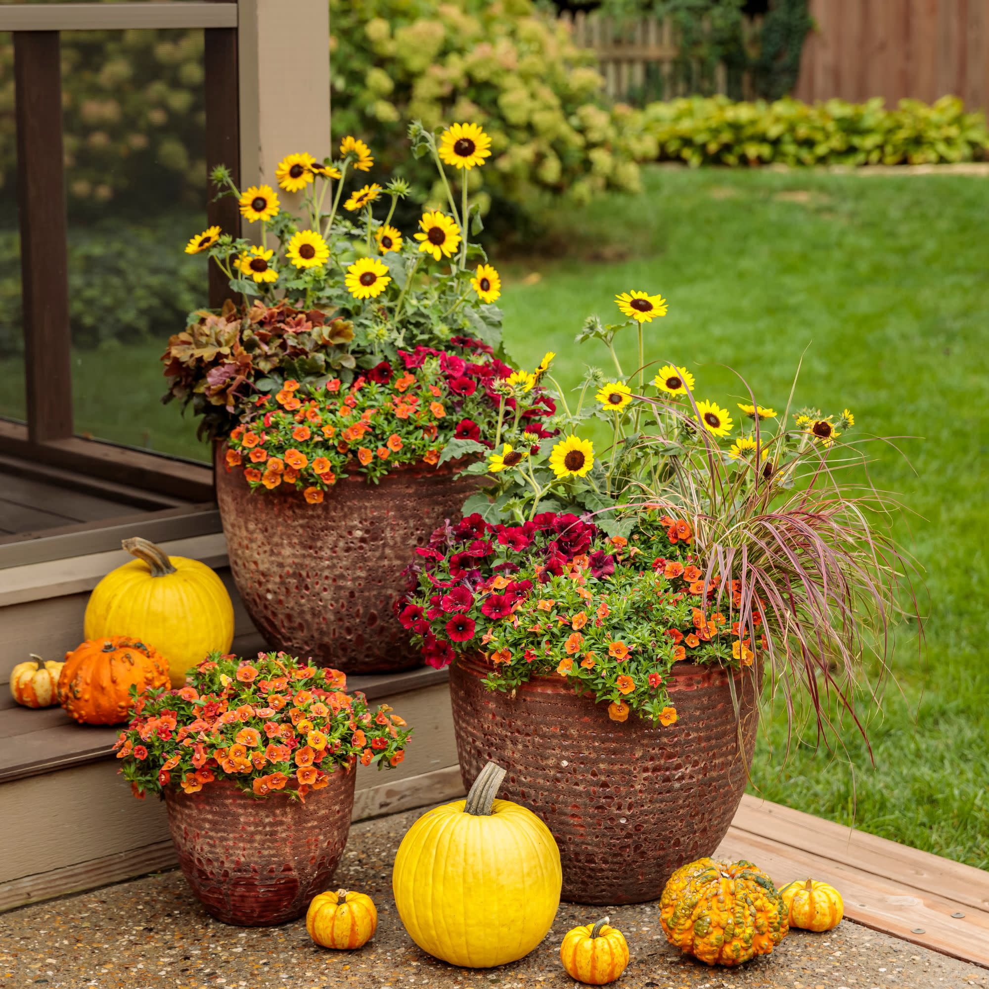 Proven Winners 8" Suncredible Yellow Sunflower Live Plant in 6.5" Pot