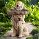 thumbnail image 4 of Fashionable And Cute Resin Water Basin, Resin Outdoor Bird Feeder Birdbath, Garden Courtyard Outdoor Decoration B, 4 of 5