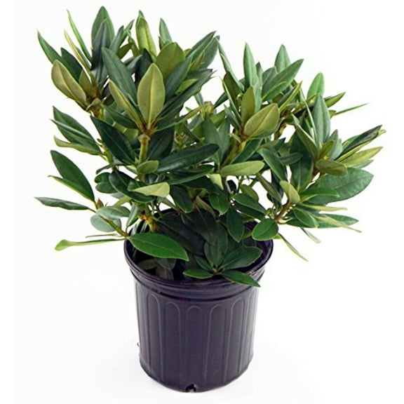 Rhododendron 'Polarnacht' (Polar Night) (Rhododendron) Evergreen, dark purple flowers, #2 - Size Container