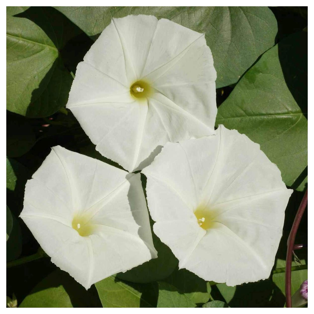 Everwilde Farms - 1 lb White Morning Glory Garden Flower Seeds - Gold Vault Bulk Seed Packet