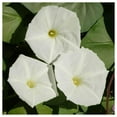 thumbnail image 4 of Everwilde Farms - 1 lb White Morning Glory Garden Flower Seeds - Gold Vault Bulk Seed Packet, 4 of 4