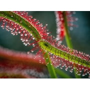 10 * Seeds * CARNIVOROUS SUNDEW Plant Drosera Flower Seeds