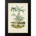 thumbnail image 2 of DOrbigny, M. Charles 17x24 Black Modern Framed Museum Art Print Titled - Antique Palm Collection VI, 2 of 5