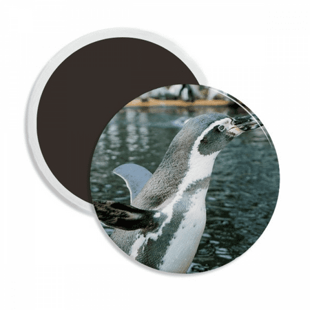 

Nature Antarctic Penguin Science Picture Round Ceracs Fridge Magnet Keepsake Decoration