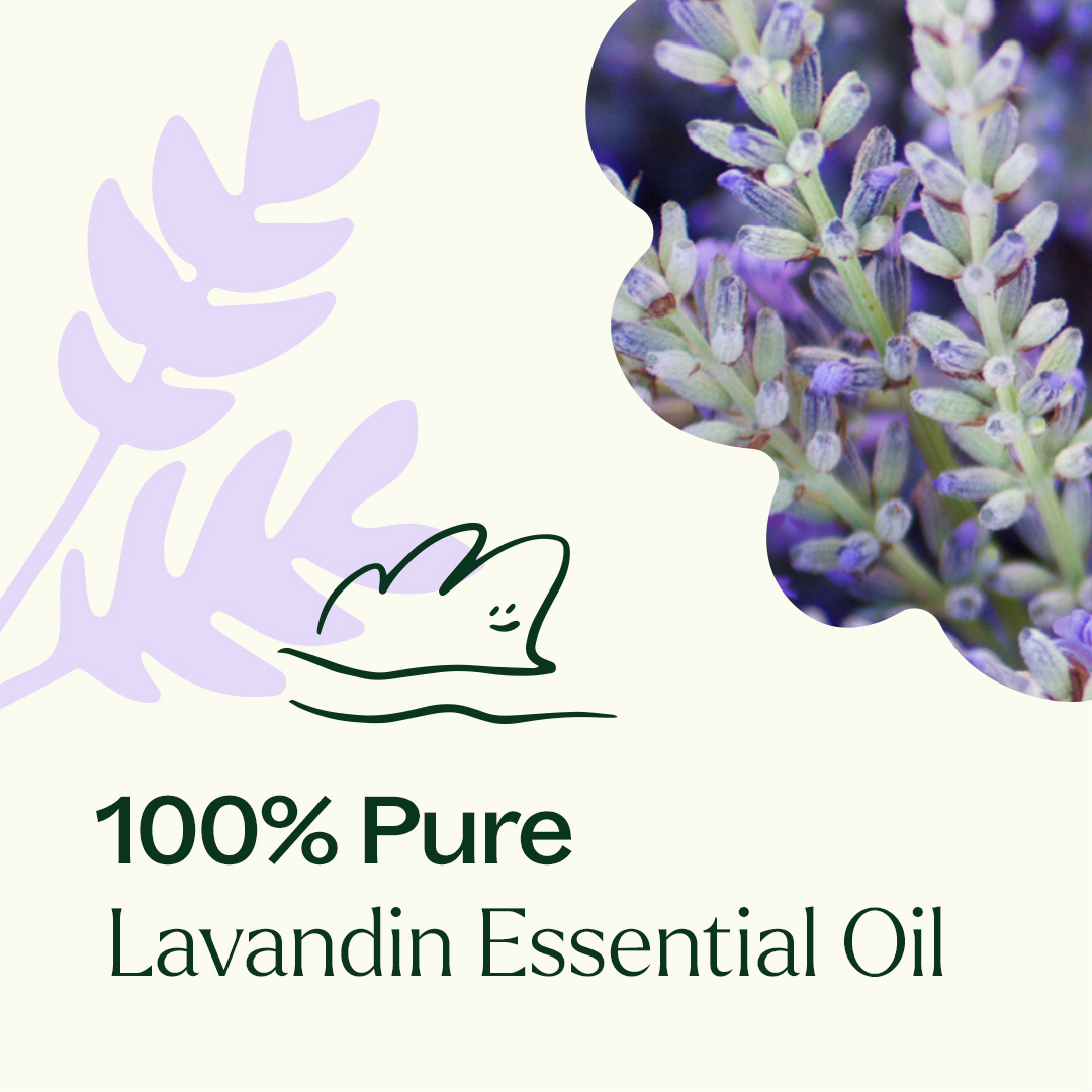 Plant Therapy Lavandin Essential Oil 100 mL (3.3 oz) 100% Pure, Undiluted, Natural Aromatherapy