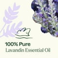 thumbnail image 5 of Plant Therapy Essential Oils Lavandin 30 mL (1 oz) 100% Pure, Undiluted, 5 of 9