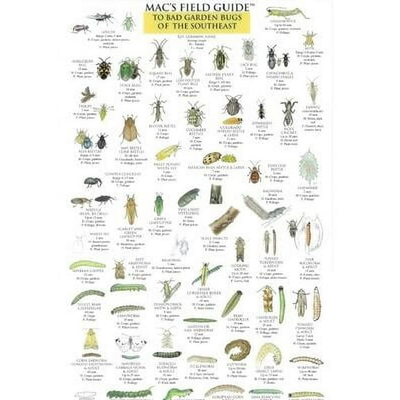 Mac's Guides (Flash Cards): Mac's Field Guides: Southeast Garden Bugs (Other)
