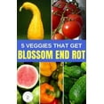 thumbnail image 4 of Stop Blossom-End Rot of Tomatoes - Corrects Calcium Deficiency - 16 fl oz Bottle by Southern Ag, 4 of 6