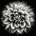 thumbnail image 2 of Walther, Dieter 20x20 Black Ornate Wood Framed with Double Matting Museum Art Print Titled - Dahlia In Black And White, 2 of 4