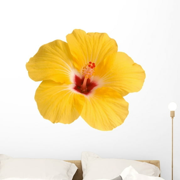 Yellow Hibiscus White Wall Decal by Wallmonkeys Peel and Stick Graphic (36 in W x 26 in H) WM151255