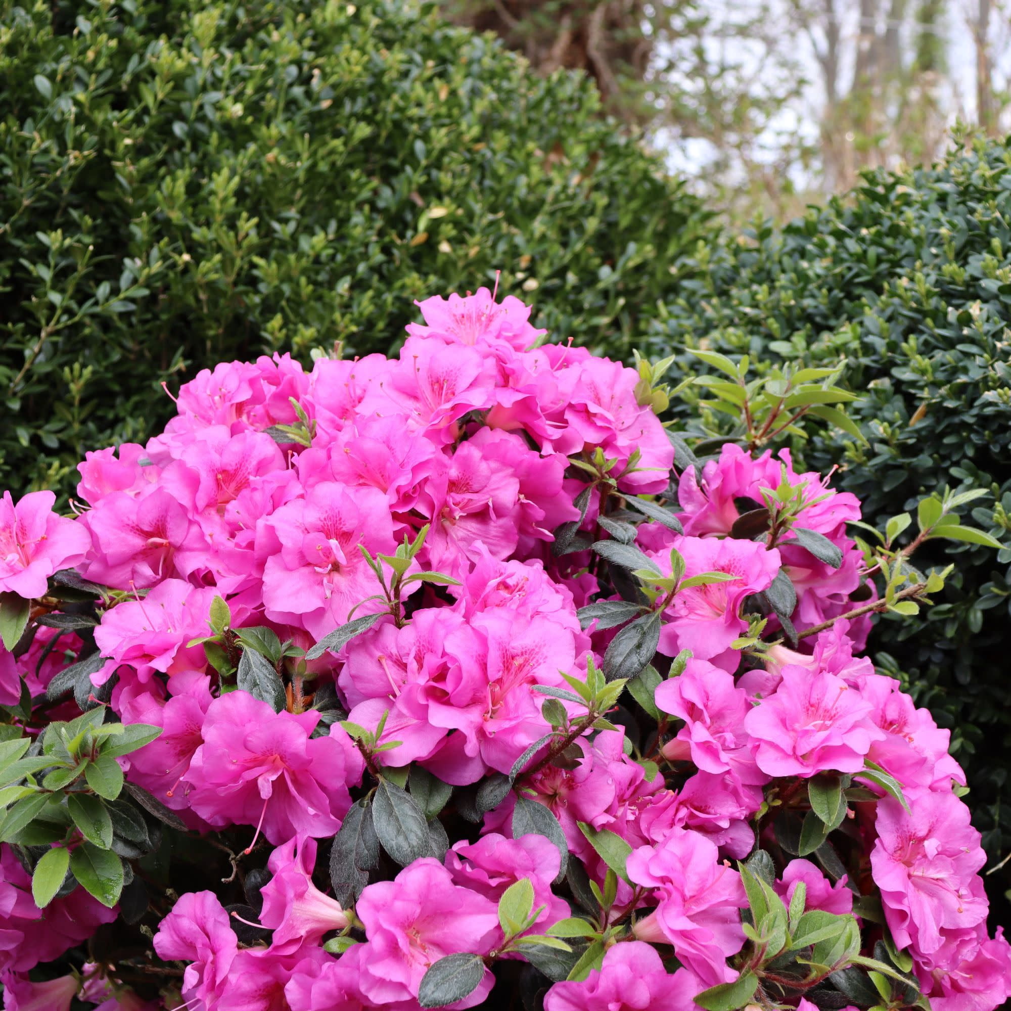 Proven Winners ColorChoice 5" Perfecto Mundo Double Purple Reblooming Azalea Live Plant in 4.5" Pot (4 Count)