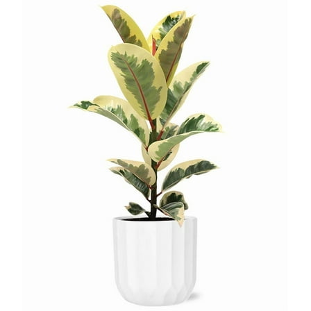 From You Flowers - Ficus Tineke Plant for Birthday, Anniversary, Get Well, Congratulations, Thank You, All Occasions
