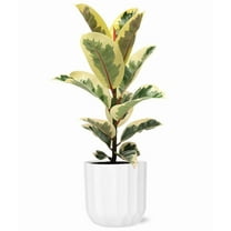 From You Flowers - Ficus Tineke Plant for Birthday, Anniversary, Get Well, Congratulations, Thank You, All Occasions