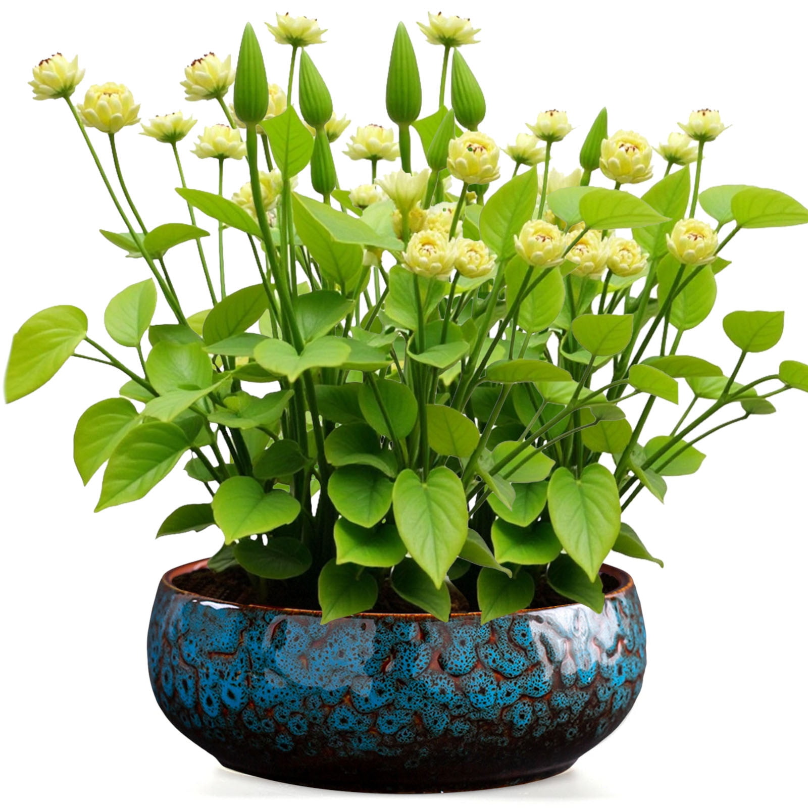 Lotus Bowl Planter, 6.5x6.5x2.55 Lotus Water Lily Succulent Ceramic Basin, Lotus Bowls for Planting in Water Indoors, Hydroponic Flower Pots Without Drain Holes, for Succulent