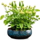 thumbnail image 5 of Maceta Para Flores Maceta De Cerámica Para Flores Macetas Para Interiores Macetas Para Agua Aplicable A Suculentas Hidropónicas 1 Unidad, 5 of 6