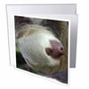 3dRose Costa Rica, Hoffmans Two-Toed Sloth wildlife - SA22 KWI0003 - Kymri Wilt, Greeting Cards, 6 x 6 inches, set of 6
