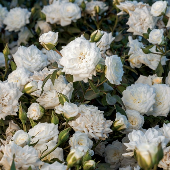 National Plant Network 3 gal Live Shrub Drift Rose White Full Sun with White Flowers