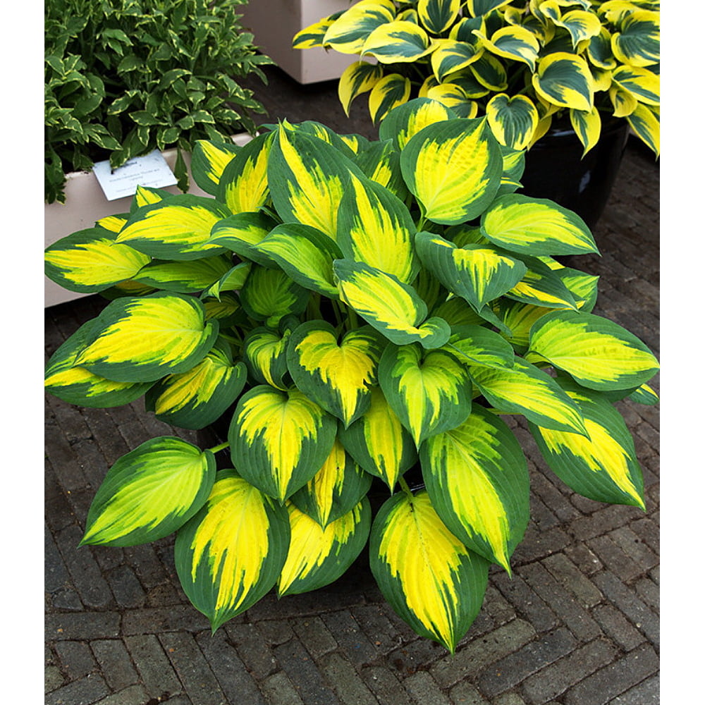 Forbidden Fruit Hosta - Collector's Series - None Other Like It. - 4