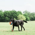 thumbnail image 5 of Chuckit! Rope Ball Indoor and Outdoor Fetch Dog Toy, 18" Rope, Blue and Orange, Pack of 1, 5 of 6