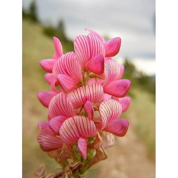 50 PINK SAINFOIN Common Onobrychis Viciifolia Holy Clover Legume Ground Cover Forage Flower Seeds