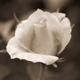 thumbnail image 2 of Semenza, Marlana 15x15 Black Ornate Wood Framed with Double Matting Museum Art Print Titled - Rose Bud, 2 of 4