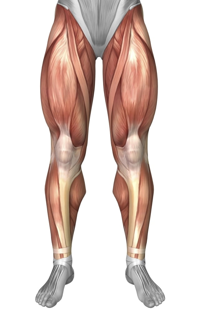 Diagram illustrating muscle groups on front of human legs Poster Print