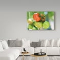 thumbnail image 3 of Trademark Fine Art 'Growing Tomatoes' Canvas Art by Incredi, 3 of 3
