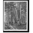 thumbnail image 2 of Historic Framed Print, On riverside path, White Mts., N.H., 17-7/8" x 21-7/8", 2 of 9