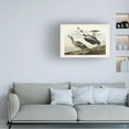 thumbnail image 3 of John James Audubon 'Pied Working Duck' Canvas Art, 3 of 3