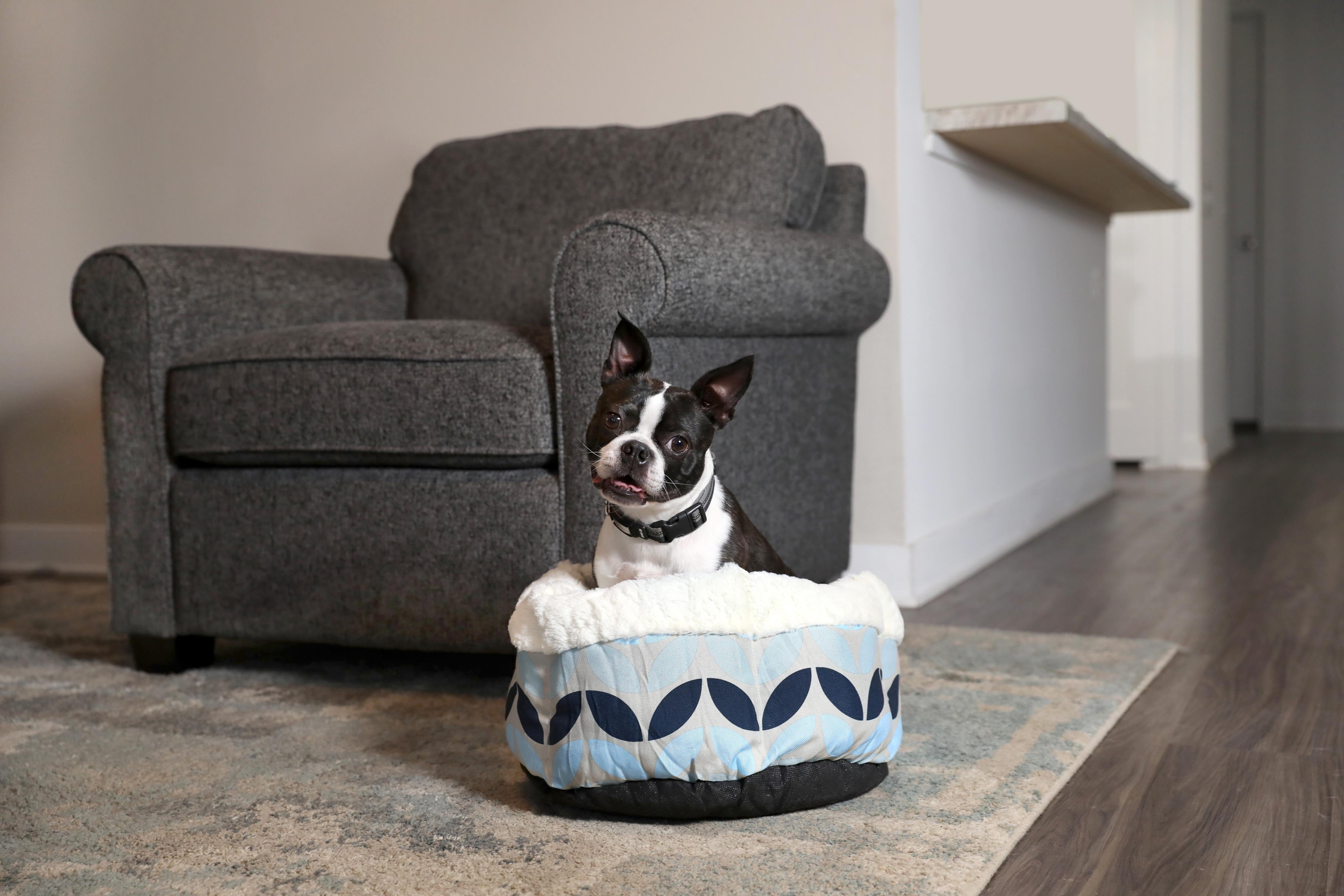 Petmate Round High Wall Cuddler Dog Bed, Cat Bed, 18 x 18 Inches, Assorted Colors