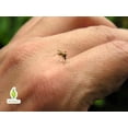 thumbnail image 3 of Repelente de Insectos Herbolare Fly Away 125 ml Natural para Toda la Familia, 3 of 3