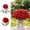 C, variant on Artificial Chrysanthemum Flowers Pick Pom Pom Blooms Stems for Wedding Centerpieces Home Spring Floral Arrangements and Event Decor