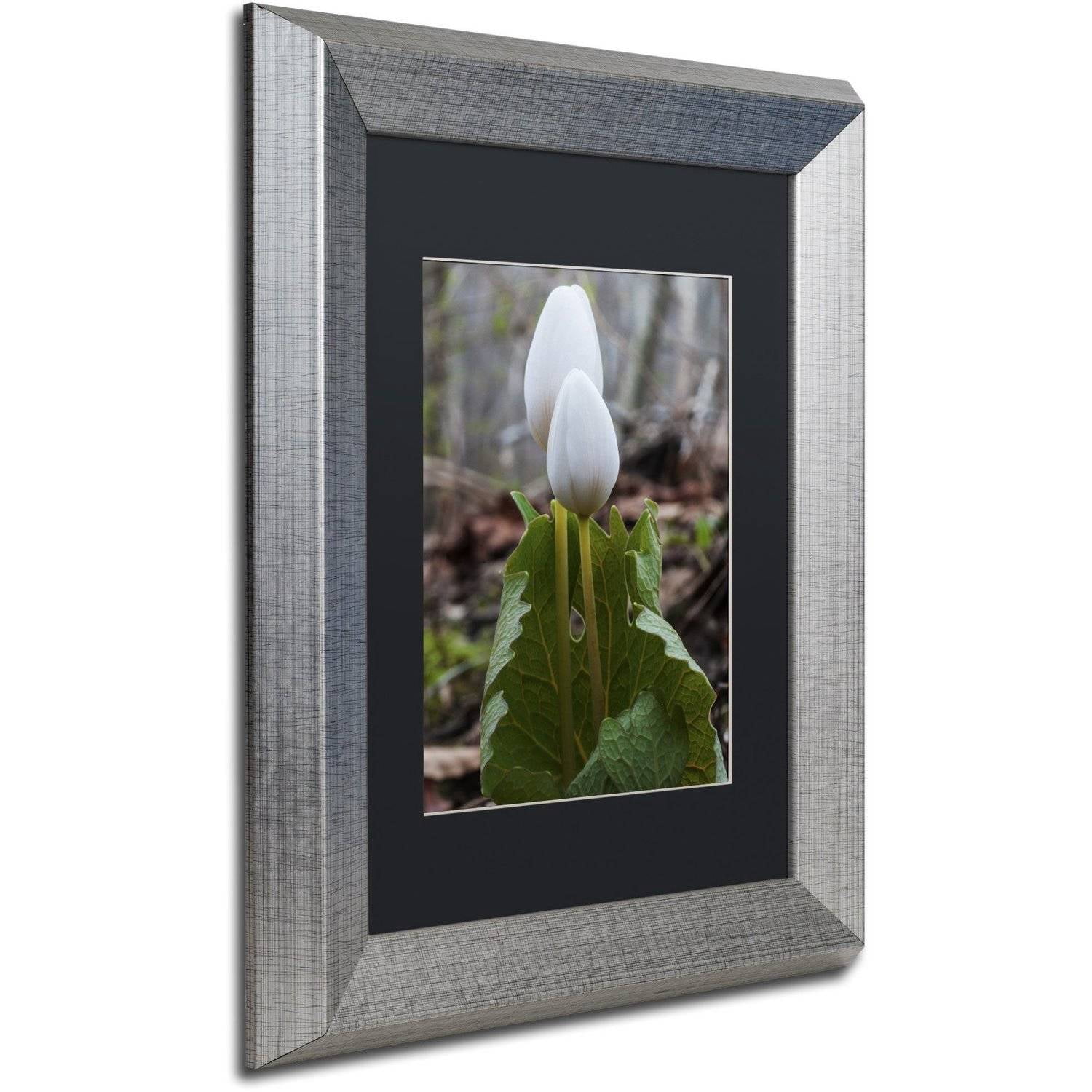 Trademark Fine Art "Bloodroot Wildflower" Canvas Art by Kurt Shaffer, Black Matte, Silver Frame