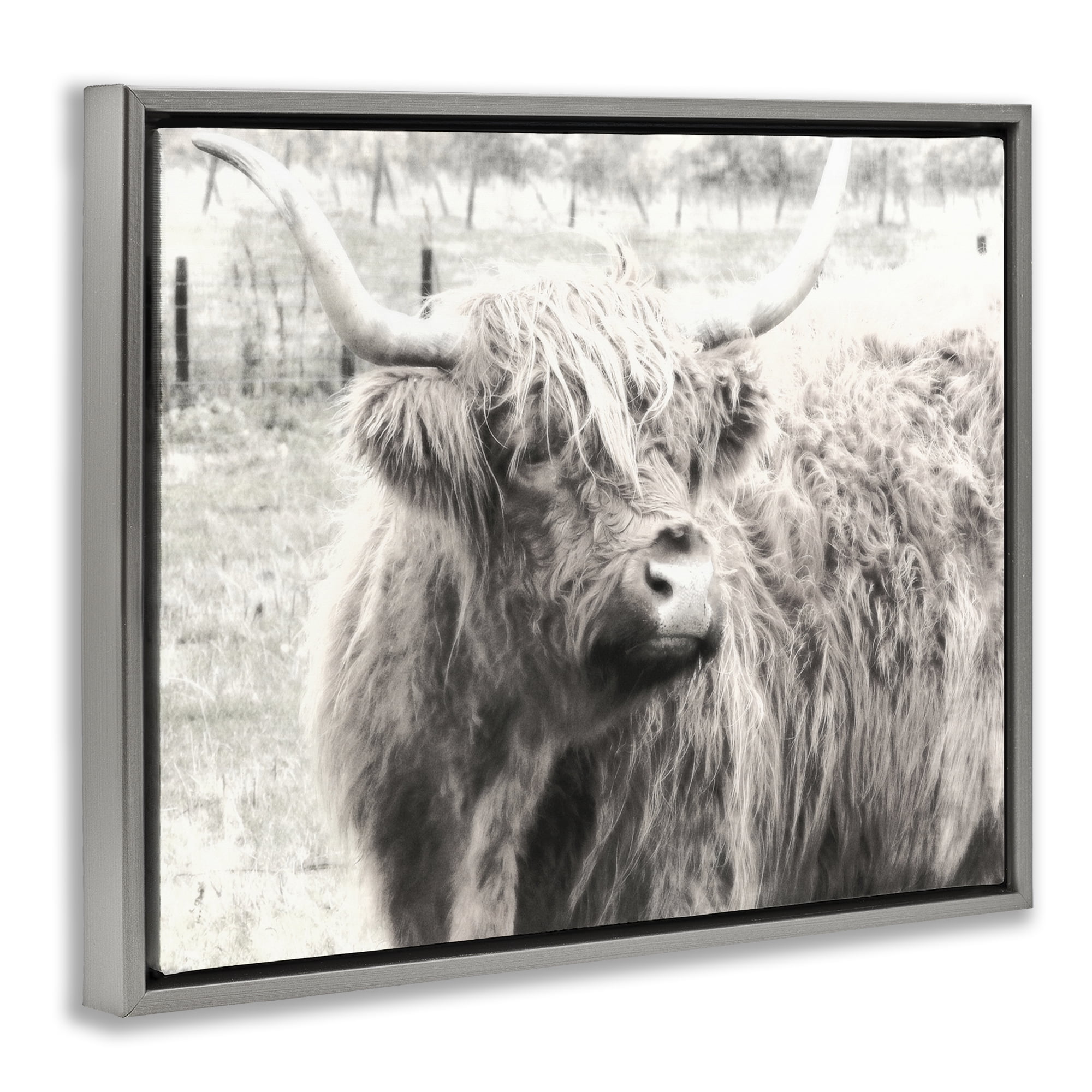 Stupell Industries Highland Cow Gazing Portrait Animals Photography Gray Floater Framed Canvas Art Print Wall Art, 21 x 17
