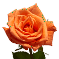 thumbnail image 4 of 3 Dozen Orange Roses with Baby's breath and Green- Fresh Flower Delivery, 4 of 4